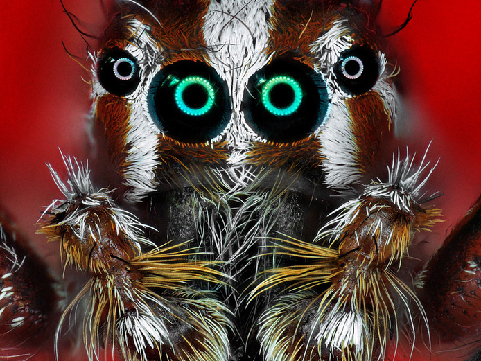 Plexippus paykulli © Cirad - Antoine Franck