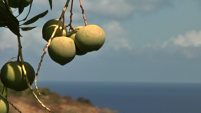 Les mangues du projet Biophyto © Cirad - Shannti DINNOO