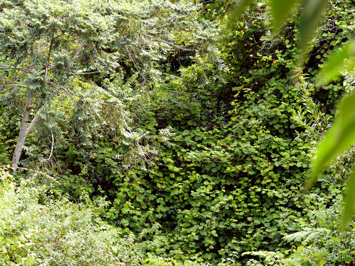 Rubus alceifolius - Vigne marronne © Cirad