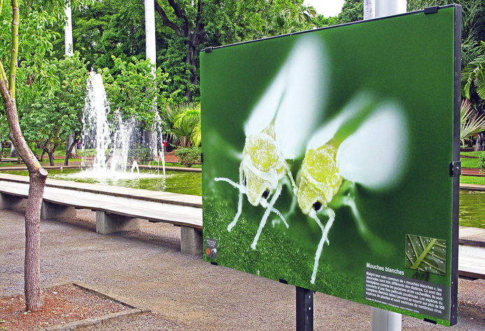 Bemisia tabaci au Jardin de l'État © Cirad - Antoine Franck