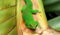 Phelsuma grandis - Grand Gecko vert de Madagascar © NOI - Mickael Sanchez