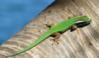 Phelsuma inexpectata - Gecko de Manapany © Cirad - David Josserond