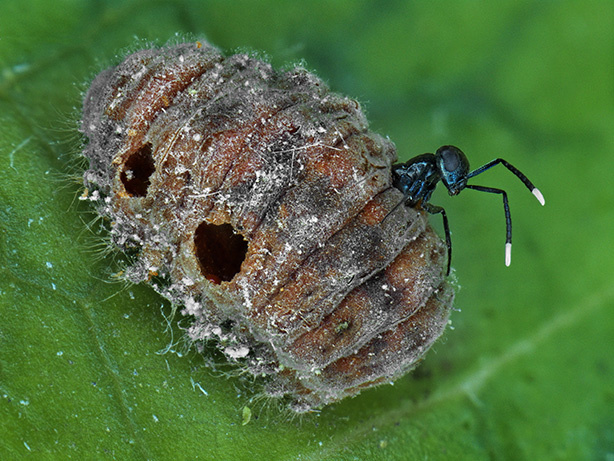 Homalotylus eytelweinii sur rodolia © Cirad - Antoine Franck
