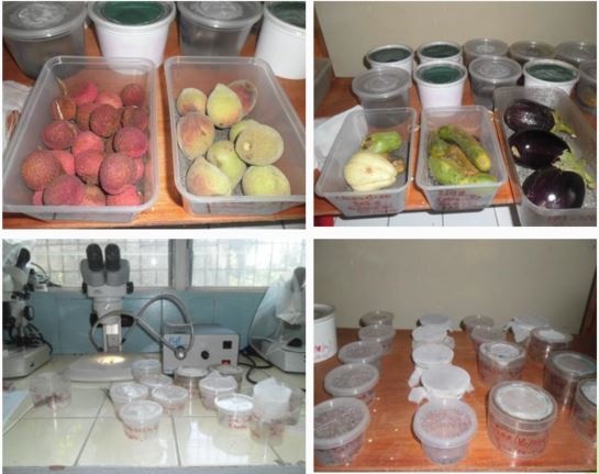 Collectes de fruits et émergence des pupes © Inrape - Issa Mze Hassani