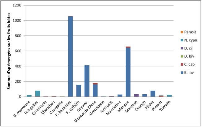 Inventory, distribution and range of fruit flies' host plants in Comoros © Inrape - Issa Mze Hassani