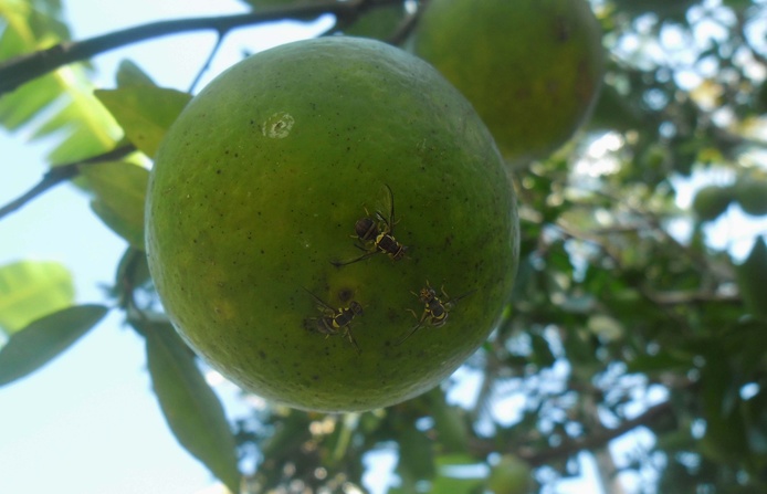 Fruit flies on citrus © Inrape - Issa Mze Hassani