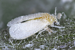 Adult Aleurotrachelus atratus © Cirad - Antoine FRANCK