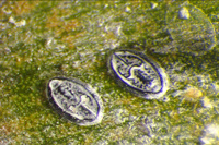 Larves d'Aleurotrachelus atratus © Cirad - Philippe RYCKEWAERT