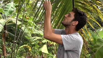 Nicolas Odaglia prélevant des échantillons sur cocotier, Grande Comore © Cirad - Shannti DINNOO
