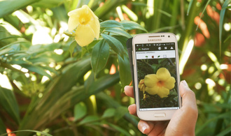 Pl@ntNet Allamanda cathartica © Cirad - Shannti Dinnoo