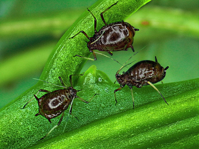 Toxoptera citricidus © Cirad - Antoine Franck