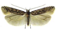 Gelechiidae type © Povolny 1994