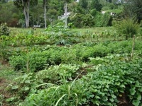 Jardin agroécologique