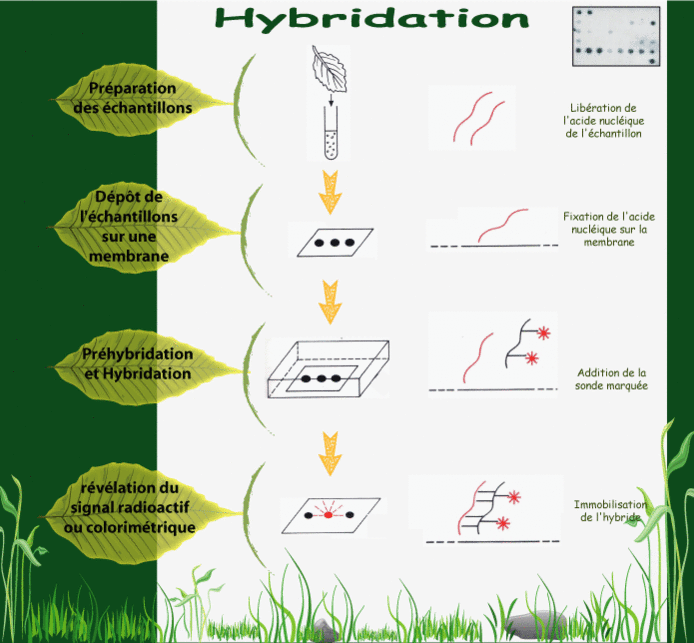 L'hybridation