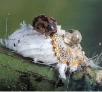 Icerya puchasi (Hemiptères Margarodidés), cochenille cible se faisant dévorer par l'auxiliaire Novius cardinalis (Coléoptères Coccinellidés), coccinelle prédatrice utilisée en lutte biologique