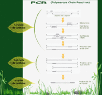 La réaction de polymérisation en chaîne (PCR)