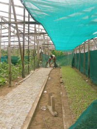 Cultures maraîchères à Mahé.