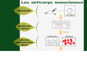 anticorps monoclonaux