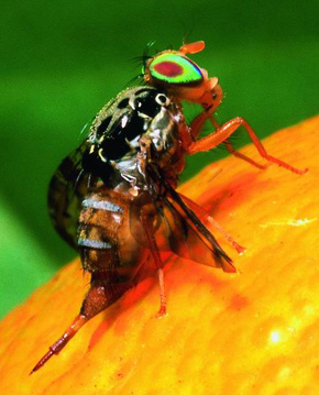Mouche des fruits © A. Franck, Cirad