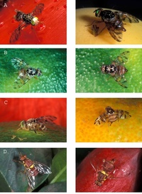 Mouches des fruits et des légumes présentes à la Réunion, en images.