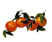 Organismes nuisibles sur cultures fruitières aux Comores