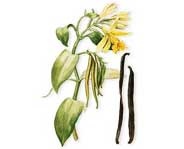 Organismes nuisibles sur cultures industrielles et aromatiques à la Réunion