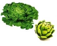 Organismes nuisibles sur cultures maraîchères à la Réunion