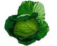 Organismes nuisibles sur cultures maraîchères aux Seychelles