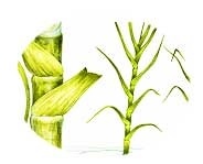 Organismes nuisibles sur cultures vivrières aux Comores