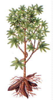 Organismes nuisibles sur cultures vivrières aux Seychelles