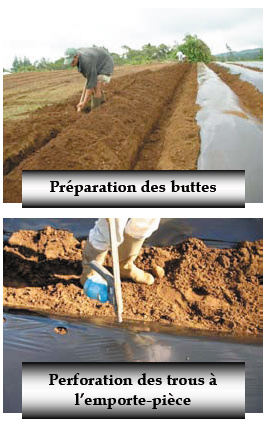 Plantation plein champ