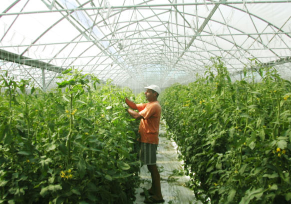 La PBI sous serre Ã  la Réunion