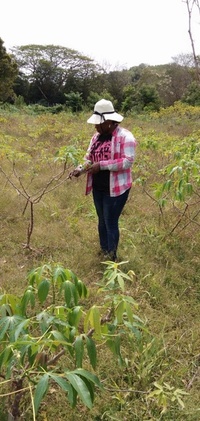 Inventaire manioc Mohéli