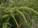 Amaranthus sp