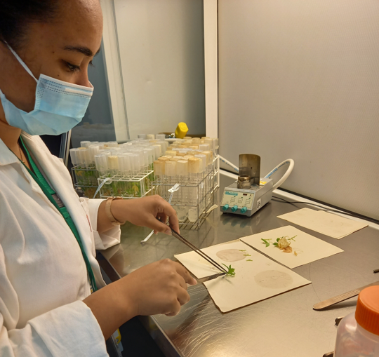 Multiplication du manioc par Camille Gendron