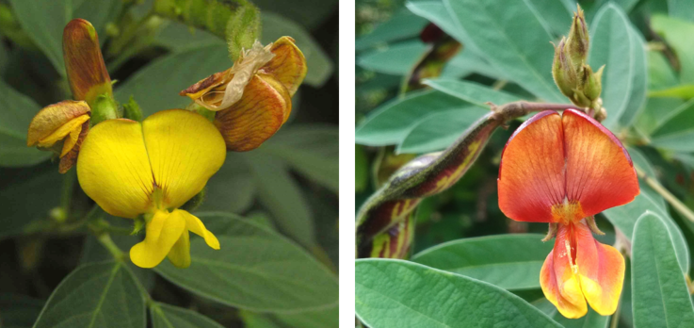 Fleurs des deux variétés