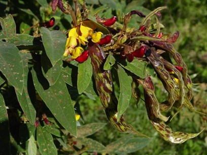 Fleurs et graines embrevades
