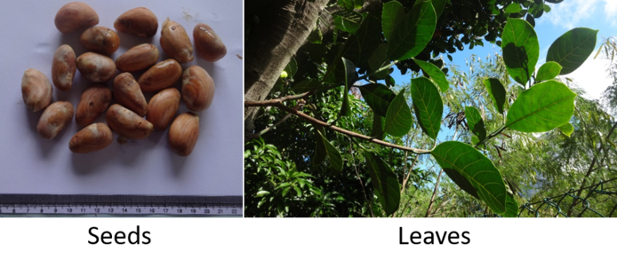 Accession de Jacquier collectée à Albion