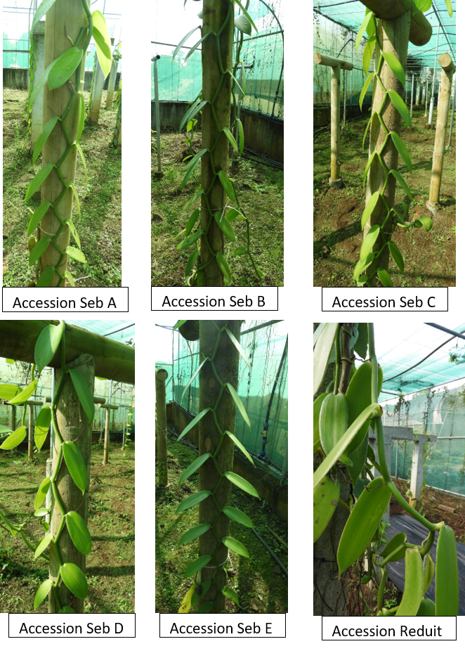 Accessions de Vanillier plantées en ombrière
