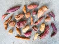 Diversité morphologique de tubercules de patates douces