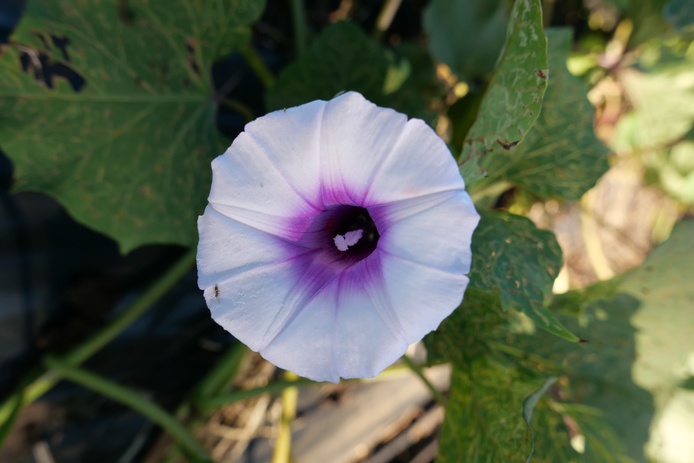 Fleur accession Raisin découpé