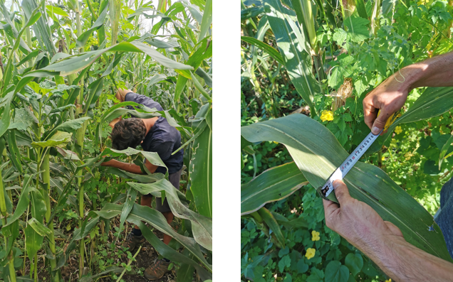 Caractérisation morphologique maïs