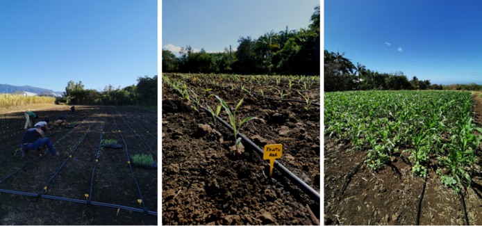 Plantation et parcelle maïs