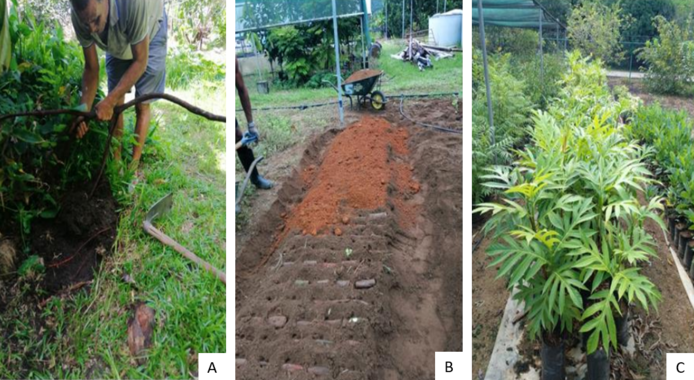 Mise en collection arbre à pain