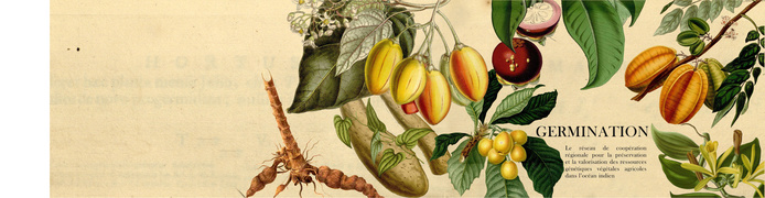 Bandeau Germination Old