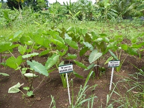 Collection de taro (Colocasia esculenta) de l’ONG DAHARI (Comores)