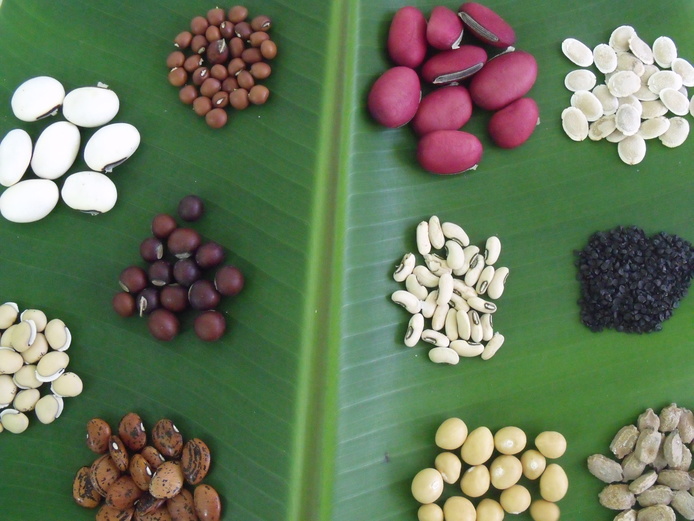 Semences multicolores