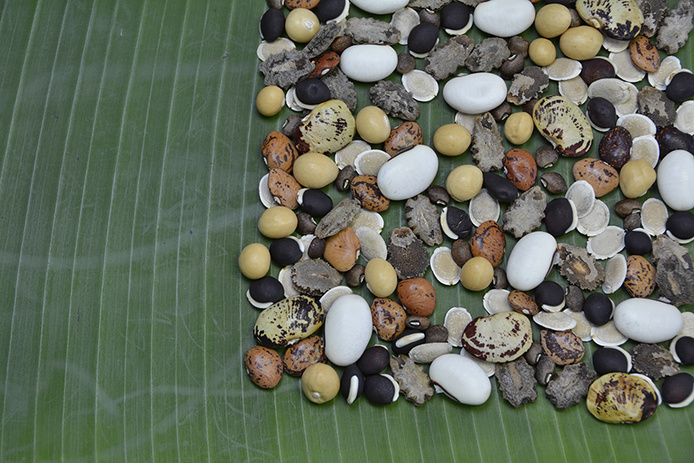 Semences tons jaunes