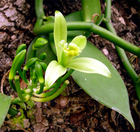 Fleur de vanille - Réunion
