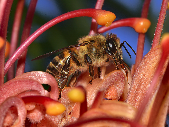 Apis mellifera unicolor